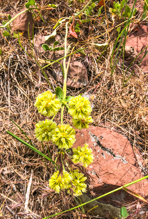 Whorled Buckwheat, Polygonaceae 6/22/19
