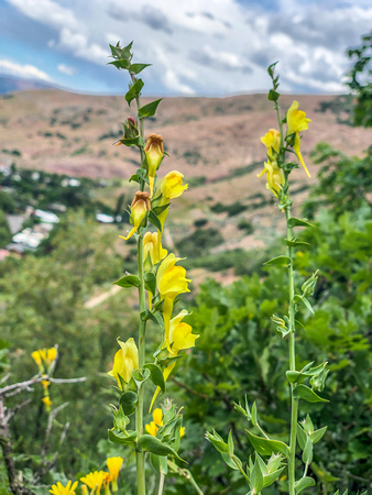 Toadflax 6/22/19