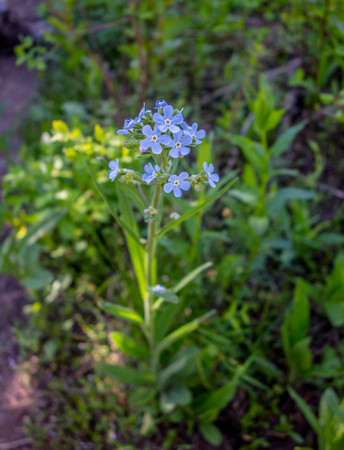 Manyflower Stickseed, Meadow Forget-me-not, Hackelia floribunda 6/26/19