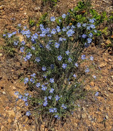 Blue Flax, (Lewis Flax), Adenolinum lewisii 7/2/22