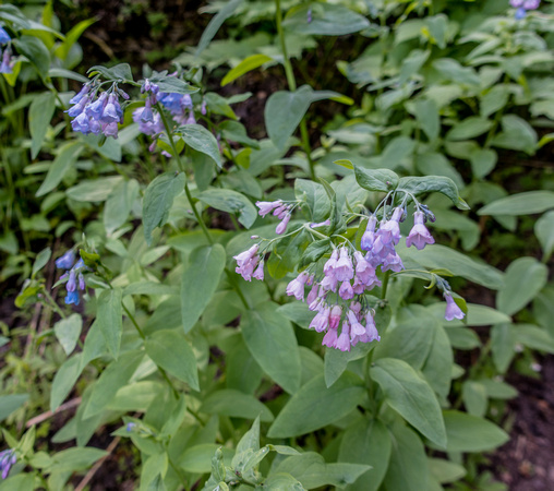 Mountain Bluebells, Mertensia ciliata 7/17/19