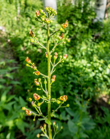 Lanceleaf Figwort, Scrophularia lanceolata 7/17/19