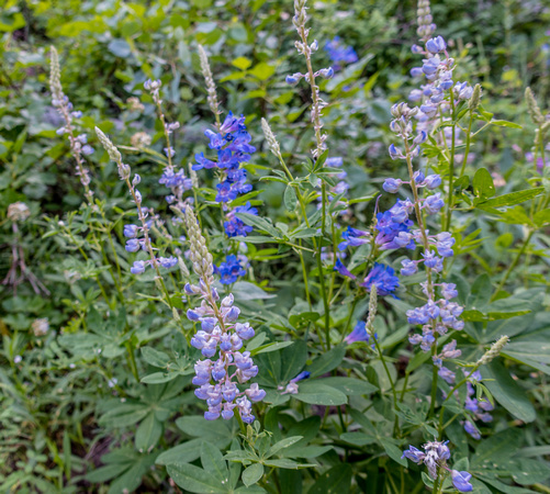 Penstemon and Silvery Lupine 7/17/19