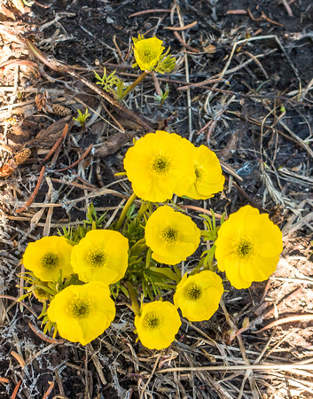Alpine Buttercup, Ranunculus adoneus 4/17/19