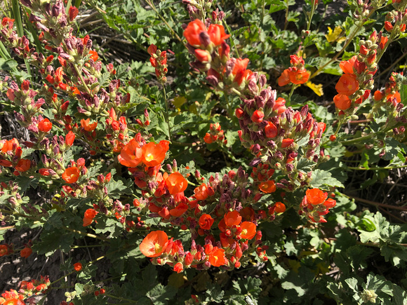 Coulter's Globemallow, S. coulteri 7/14/19