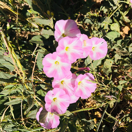 Bindweed (Field Morning Glory), Convolvulus arvensis 7/16/19