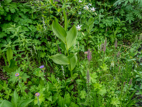 A wildflower potpourri 7/24/19