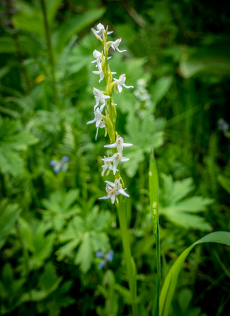 White Bog Orchid, Platanthera dilatata 7/24/19