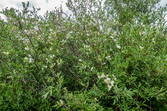 Narrowleaf Cottonwood, Populus angustifolia 7/24/19