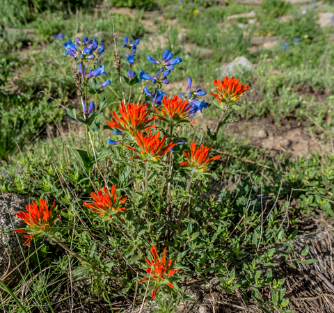 Indian Paintbrush and Wasatch Penstemon 7/24/19