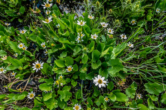 White Marsh Marigold, Caltha leptosepala 7/24/19