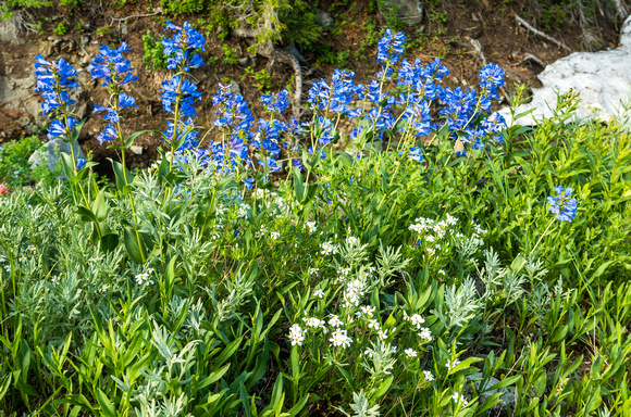 Jacob's Ladder and Wasatch Penstemon 7/24/19