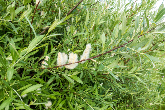 Narrowleaf Cottonwood, Populus angusifolia 7/124/19