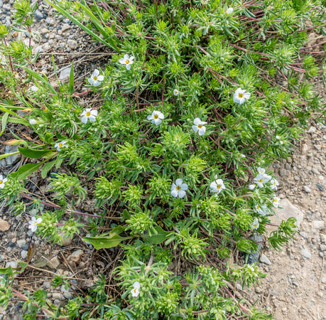 Flax flower, Leposiphon nuttallii 7/24/19