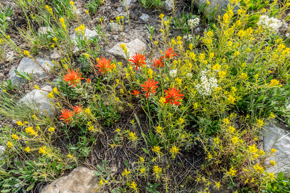 Indian Paintbrush and Owl Clover 7/24/19