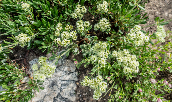Whorled Buckwheat, Erigonum heracleoides 7/24/19