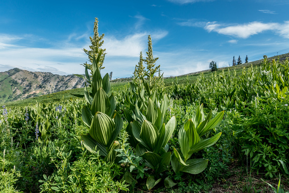 Corn Lily, Veratrum californicum 7/24/19