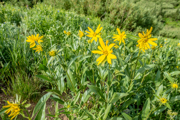 Rocky Mountain Dwarf Sunflower, Helianthella uniflora 7/24/19
