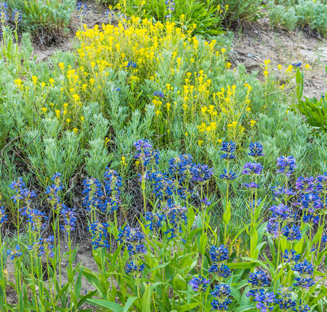 Wasatch Penstemon and Owl Clover 7/24/19
