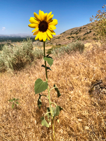 Annual Sunflower, Helianthus annuus 7/28/19