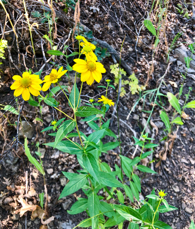 Goldeneye, Heliomeris multiflora 7/28/19