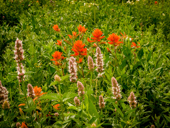 Indian Paintbrush and Horsemint 8/1/19