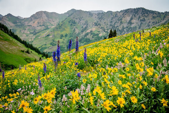 Albion Basin with Arnica and Tall Larkspur 8/1/19