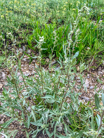 Mugwort (Wormwood), Artemisia vulgaris 8/8/19