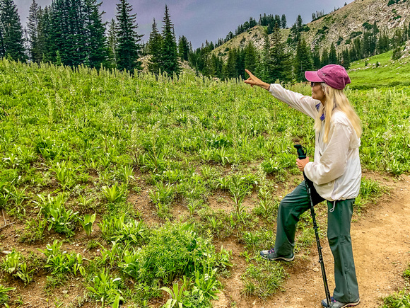 Field of Monument Plants along trail to Catherine's Pass 8/7/19