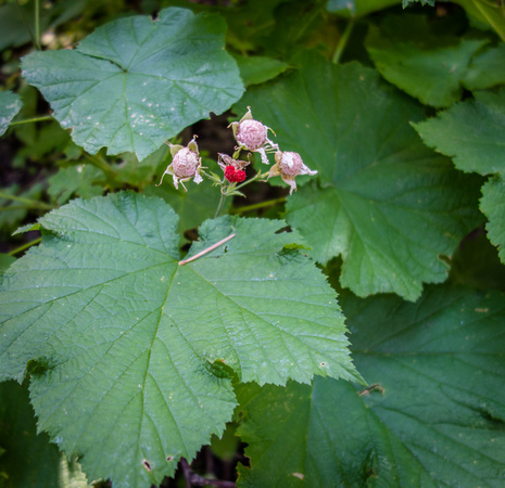 Wild Red Raspberry, Rubus idaeus 8/11/19