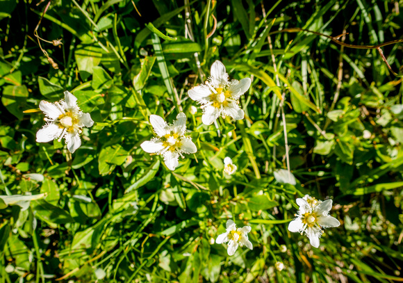 Fringed grass of Parnassus, , Parnassia fimbriata, 8/21/19