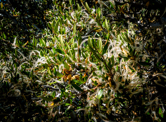 Curl Leaf Mountain Mahogany, Cercocarpus ledifolius