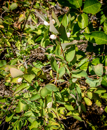 Snowberry,Symphohoricarpus rotundifolius 8/24/19