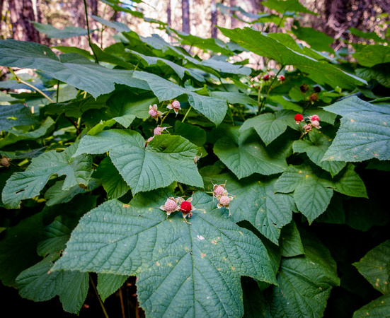 Thimbleberry, Rubus parviflorus 8/28/19