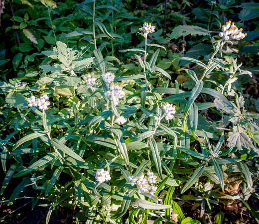 Pearly Everlasting 8/28/19
