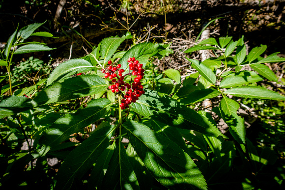 Red Elderberry 8/31/19