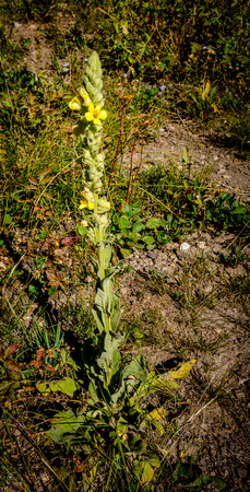 Common Mullein, Verbascum thapsus 9/1/19