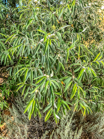 Russian Olive, Elaeagnus angustifolia 9/11/19
