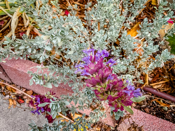 Mohave Sage, Salvia Mohave 11/12/21