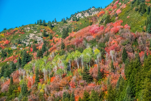 Colors in Big Cottonwood Canyon 10/2/19