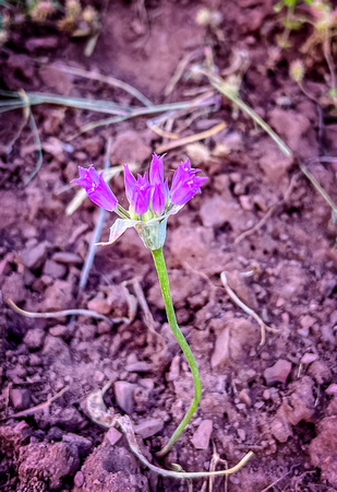 Tapertip Onion, Allium acuminatum 6/7/22