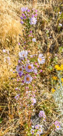 Pacific Aster 10/6/19