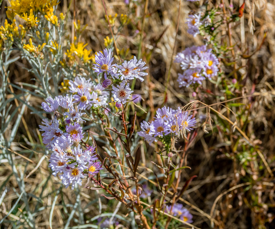Pacific Aster 10/6/19