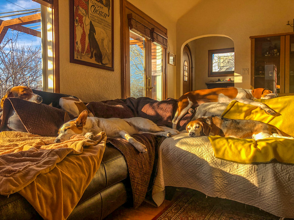 Tanya's dogs sleeping after a long run in the mountains. 11/19