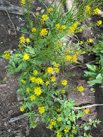Yellow Rocket, Barbarea vulgaris 6/19/22