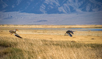 White Pelican and Blue Heron