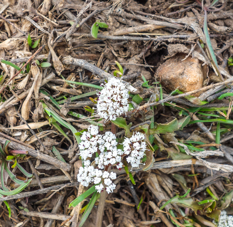 Harbinger of Spring, Pepper and Salt, Erigenia bulbosa 4/13/20