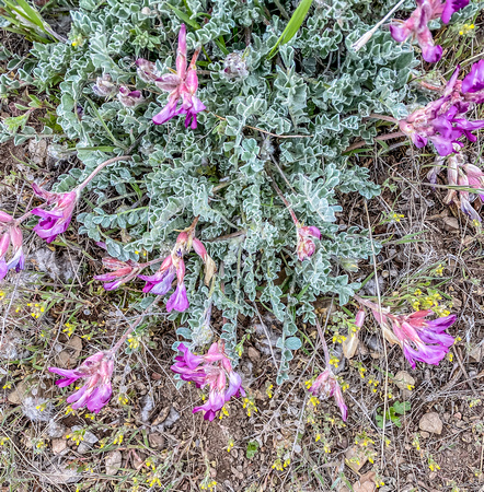 Woollypod Milkvetch, Astragalus purshii 4/15/20