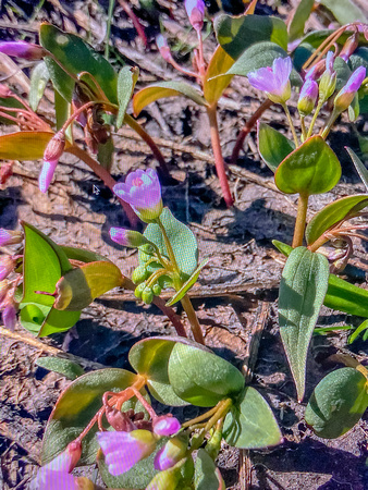Western Spring Beauty, Claytonia lanceolata 4/14/20