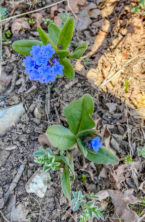 Wood forget-me-not 4/21/20